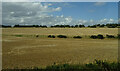 Fields of cereal near Brechin in DD9 6LG