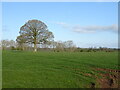 Grazing and tree near Stripes Farm in CA17 4AW