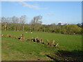 Grazing and old hedgerow near Haber Hill in CA17 4PL