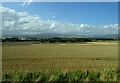 Large cereal crop field near Syde in DD9 7QB