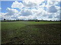 Spring sown crop near Normanton le Heath in Ravenstone & Packington Ward