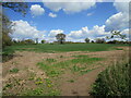 Cereal field near Ravenstone in Ravenstone with Snibstone