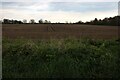 Field by Lynn Road, Tottenhill in PE33 0SS