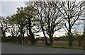 Trees by Lynn Road, Tottenhill in PE33 0SS