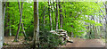 Woods by a track north of Forest Lodge in RH20 3JF