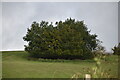 Small woodland on North Downs scarp slope in TN15 6XB