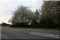 Spring blossom by the A10 in PE38 0HW