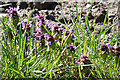 Red Dead-nettle (Lamium purpureum) in AB56 5HD