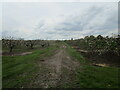 Track between apple orchards, Leaherd's Field in PE14 7AP