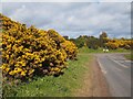 Gorse near Cockburnspath in TD13 5YD