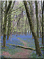 Bluebells in Coed y Wenallt in CF14 6TQ