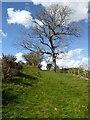 Tree beside a bridleway in LD3 7JQ