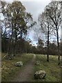 Woodland at Aviemore in PH22 1NX