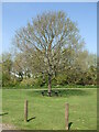 Seating under a tree at Wapley Nature Reserve in BS37 8YS