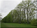 Poplars by Thames path near Marlow Rugby Club in SL7 1TG