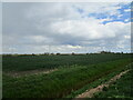 Fields off Black Drove in PE6 9PU
