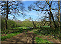 Newbourne: a clearing in Great Grove in Newbourne