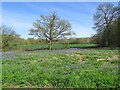 Newbourne: bluebells on the edge of Great Grove in Newbourne