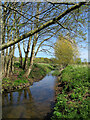 Newbourne: trees by a stream in Newbourne