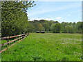 Newbourne: footpath and dandelion clocks in Newbourne