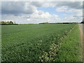 Cereal field, Langtoft Fen in PE6 9LD