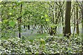 Hengrave: Hyde Wood carpeted with bluebells in IP28 6RA