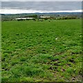 Pasture above Clyde Valley in ML8 5NG