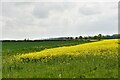 Higham: Oil seed rape crop in IP28 6NJ