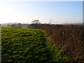 Hedgerow and field near Waddeton in TQ4 7HP