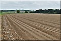 Risby: Field where potatoes are being grown in West Suffolk District