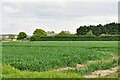 Gazeley: Crop in Kentford & Moulton Ward