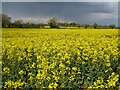 Oilseed rape in GL19 4DP