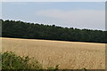 Wheat with shelterbelt beyond in TN16 3QS
