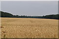 Large field of wheat in TN16 3QS