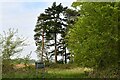 Hengrave, Mere Lane: Small wooded area in IP28 6RA