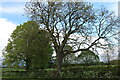 Trees by Leicester Road north of Lutterworth in LE17 4LU