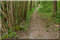 Footpath through Dawcombe Wood in RH3 7BP