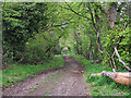Avenue of beech trees on the track to Skellyton Farm in ML9 2UD