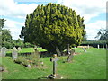 Tree at Boraston church in SY8 3BB
