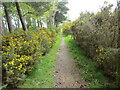 Gorse and tree enclosed path at Cairnfield Muir in KY15 7UH