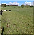 Cattle on spring pasture in ML2 9PH