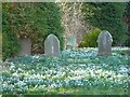 Snowdrops in the churchyard at Challock in TN25 4DB