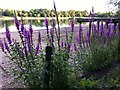 Purple loosestrife by the north bank of Engine Pool, Earlswood Lakes in B94 5LS