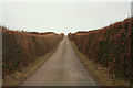 Winter hedge along the old military road by Newstead Farm in AB53 5YX