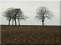 Beech trees to the north of Dalgarno's Croft in AB53 5YX