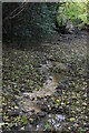 A small woodland stream in TN21 8PU