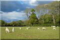 Pasture, East Woodhay in RG20 0AX