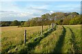 Pasture, Inkpen in RG17 9DP