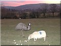 Emu and sheep at sunset in SA9 2WL