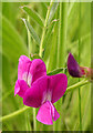 Common Vetch (Vicia sativa) in AB56 5BB